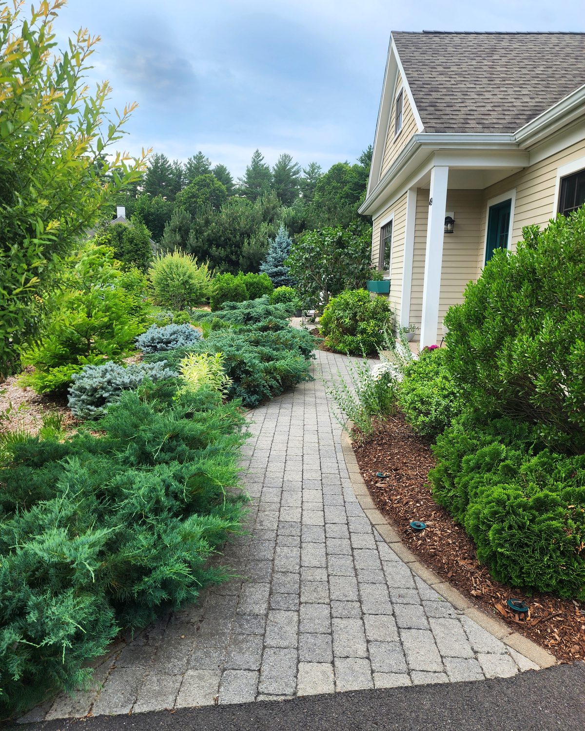 A paver walkway lined with pruned shrubs and conifers leading to a house entry