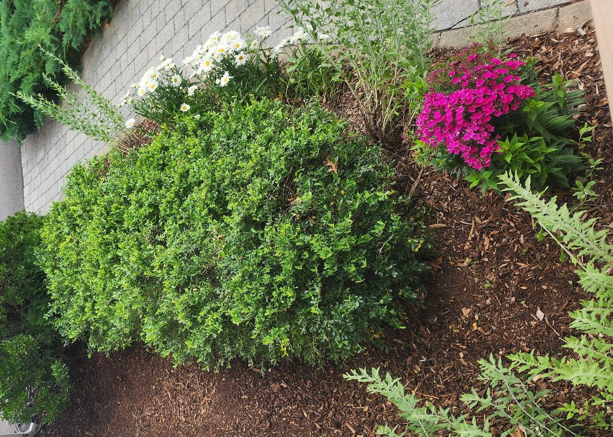 Boxwood, daisies, and garden pinks in a bed