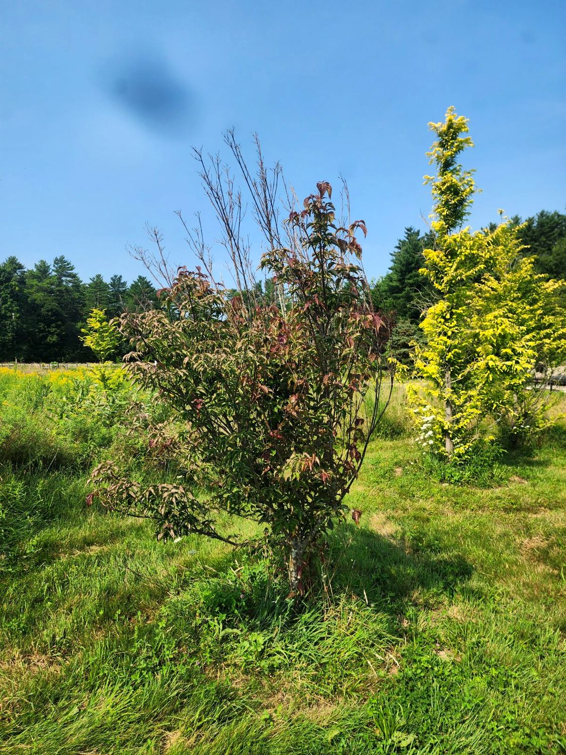 A dogwood with dieback