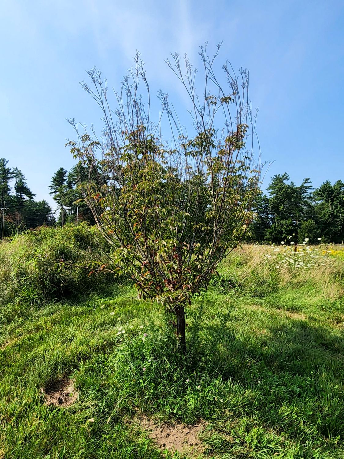 A second dogwood, thin with dead tips