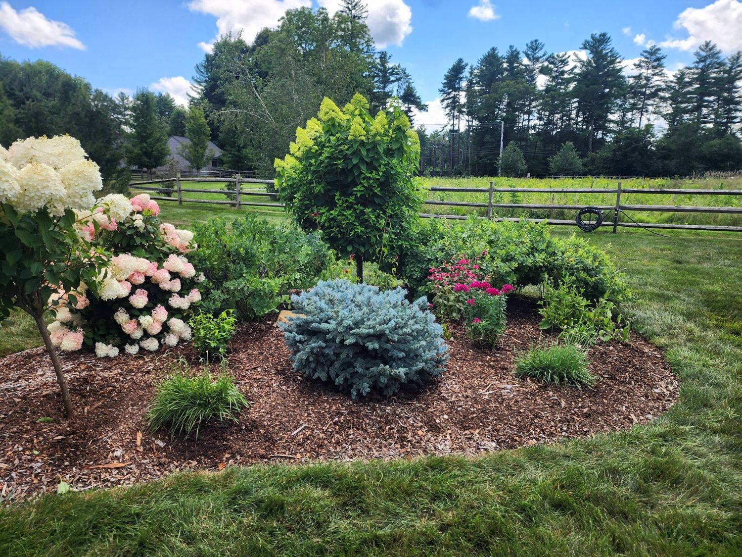 Island bed grown in with hydrangeas and roses in bloom