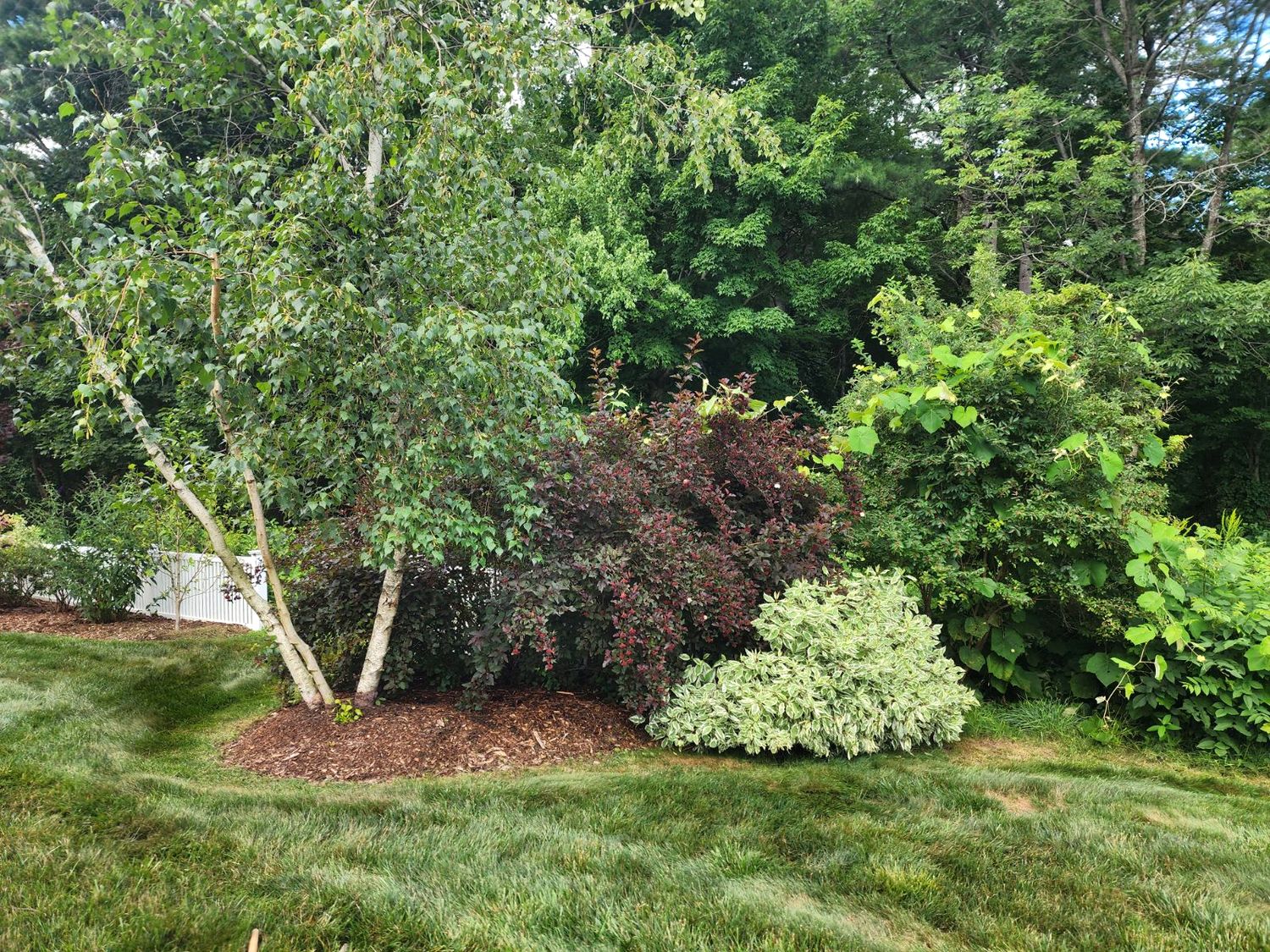 The birch bed before, crowded by a large purple-leaf shrub